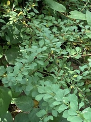 Berberis thunbergii