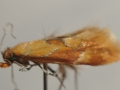 Epicallima formosella