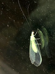 Chrysopa nigricornis