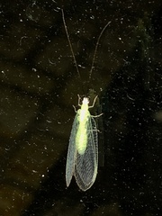 Chrysopa nigricornis