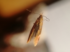 Epicallima formosella