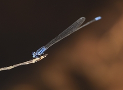 Archibasis oscillans