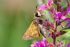 Atalopedes campestris