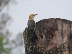 Melanerpes aurifrons