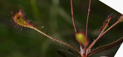 Drosera linearis × rotundifolia