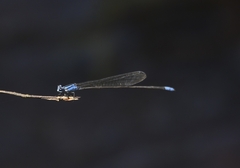 Archibasis oscillans