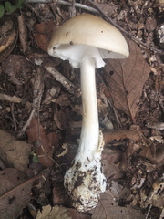 Amanita arocheae