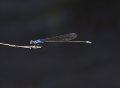 Archibasis oscillans