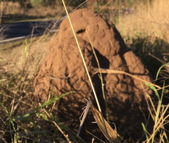 Nasutitermes triodiae