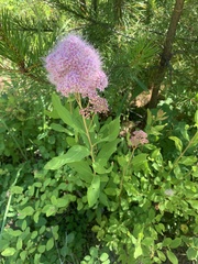 Spiraea × pyramidata