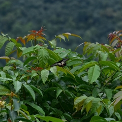 Pachliopta pandiyana