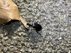 Derosphaerus subviolaceus