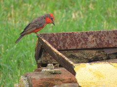 Pyrocephalus rubinus