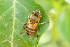Eristalinus taeniops