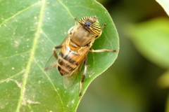 Eristalinus taeniops