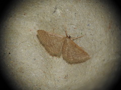 Idaea obsoletaria