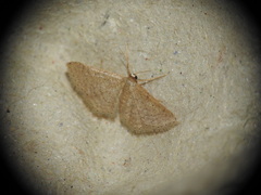 Idaea obsoletaria