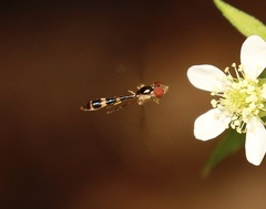 Ocyptamus fuscipennis