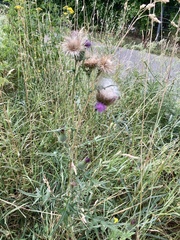 Cirsium vulgare