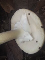 Amanita arocheae