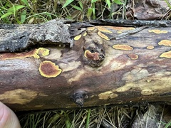 Hypoxylon crocopeplum