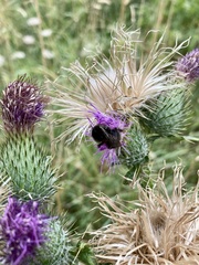 Cirsium vulgare