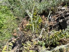 Astragalus exscapus