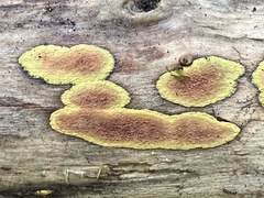 Hypoxylon crocopeplum