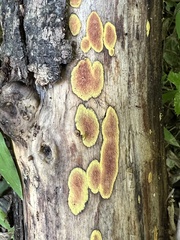 Hypoxylon crocopeplum