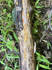 Hypoxylon crocopeplum