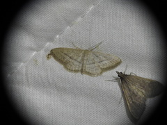 Idaea mediaria