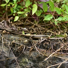 Eutropis carinata