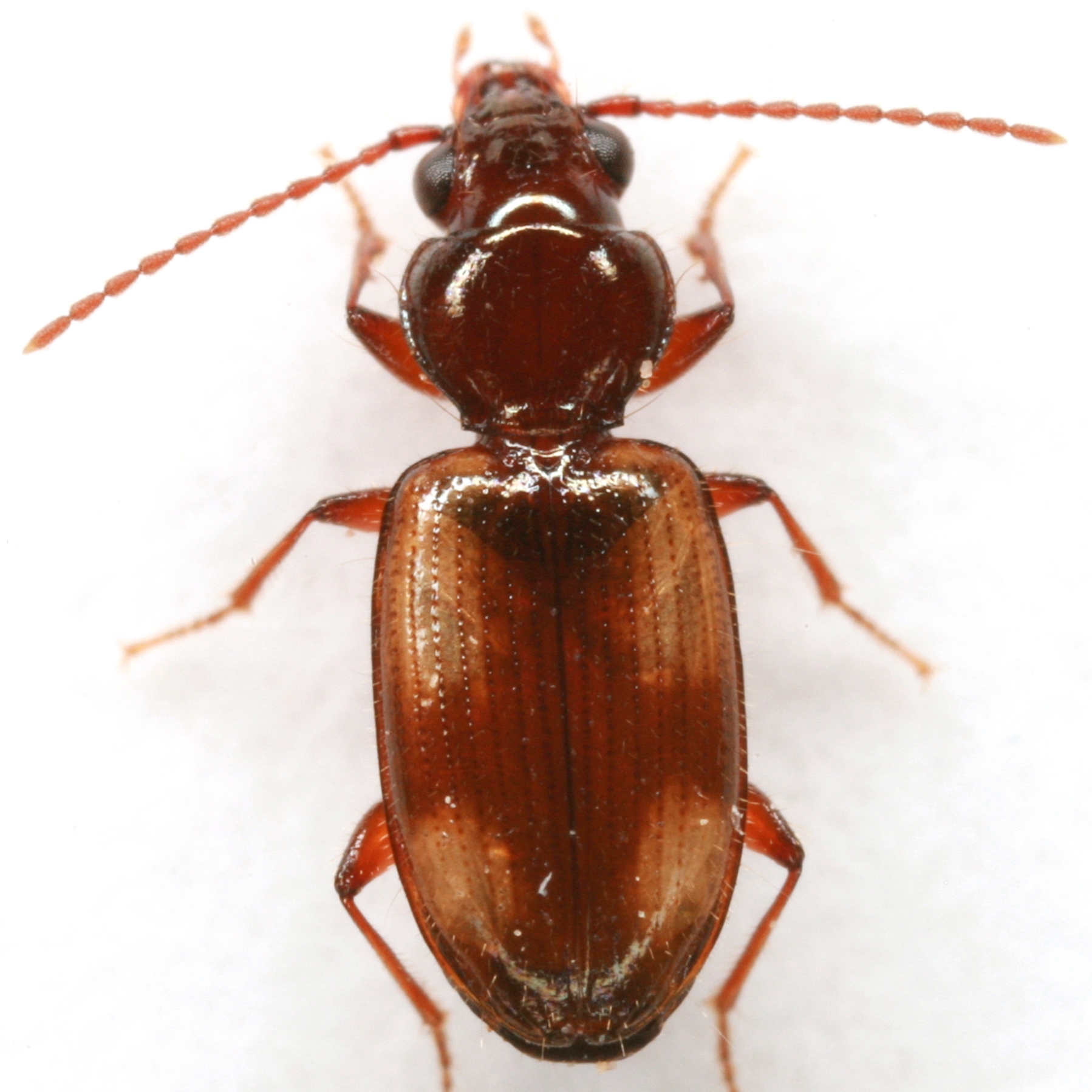 Bembidion (Neobembidion) constricticolle