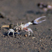 Beebe's Fiddler Crab - Photo (c) Michael Rosenberg, some rights reserved (CC BY-NC)