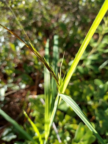 Image of Sweet Tanglehead (Heteropogon melanocarpus) by (c) Athena Philips, some rights reserved (CC BY)