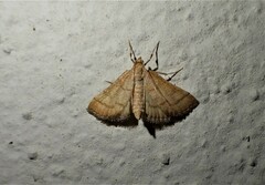 Metasia ophialis