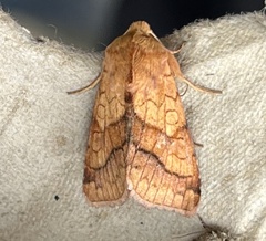 Pyrrhia exprimens