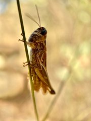 Chorthippus vagans
