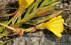 Oenothera × fallax