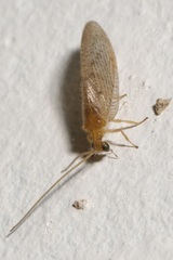 Hemerobius micans