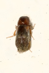 Scobicia chevrieri