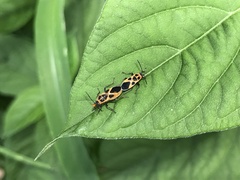 Tropidothorax sinensis