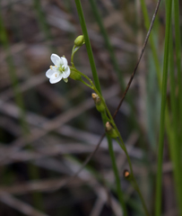 Drosera linearis × rotundifolia