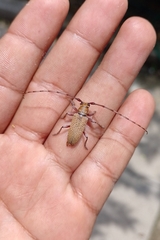 Estoloides scabracaulis