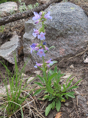 Penstemon virens
