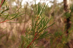 Hakea nodosa