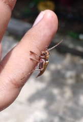 Estoloides scabracaulis