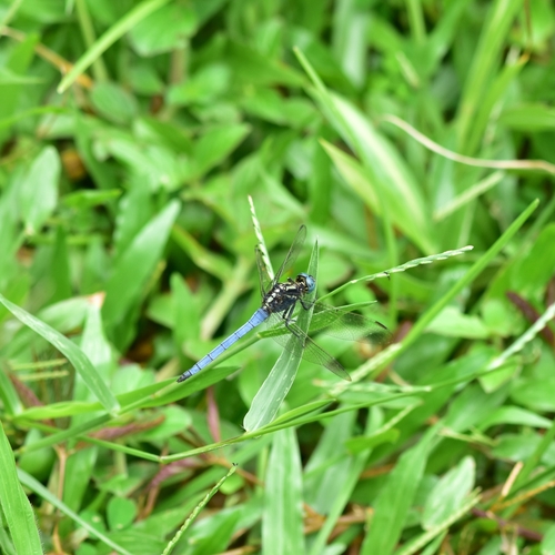 Photo of Slender Blue Skimmer (Orthetrum luzonicum)