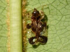 Corythucha associata