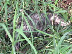 Didelphis virginiana